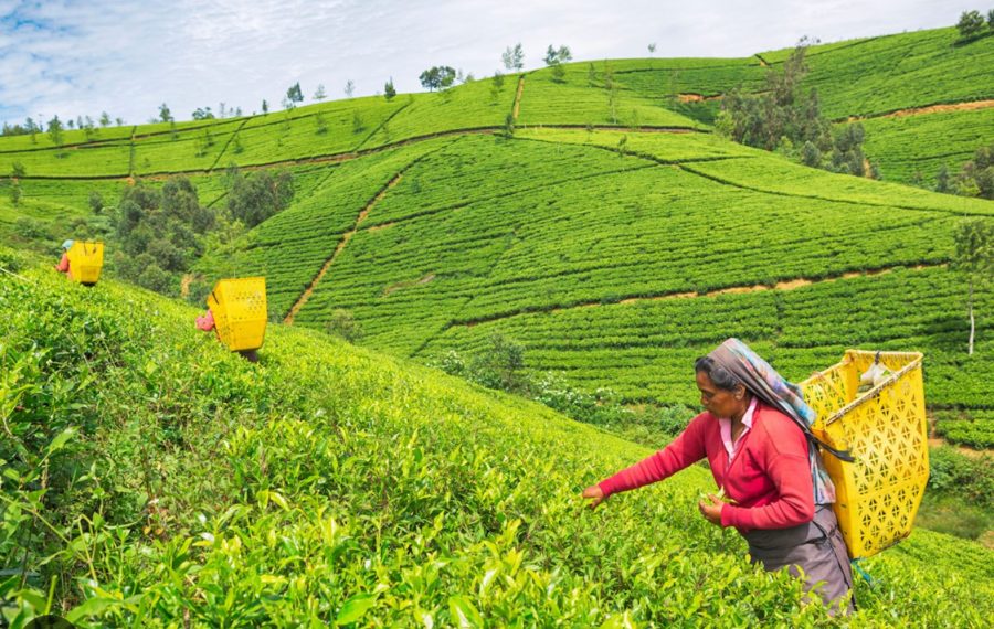 A tea picker with a yellow basket on her back working across the terraced tea slopes near Nuwara Eliya