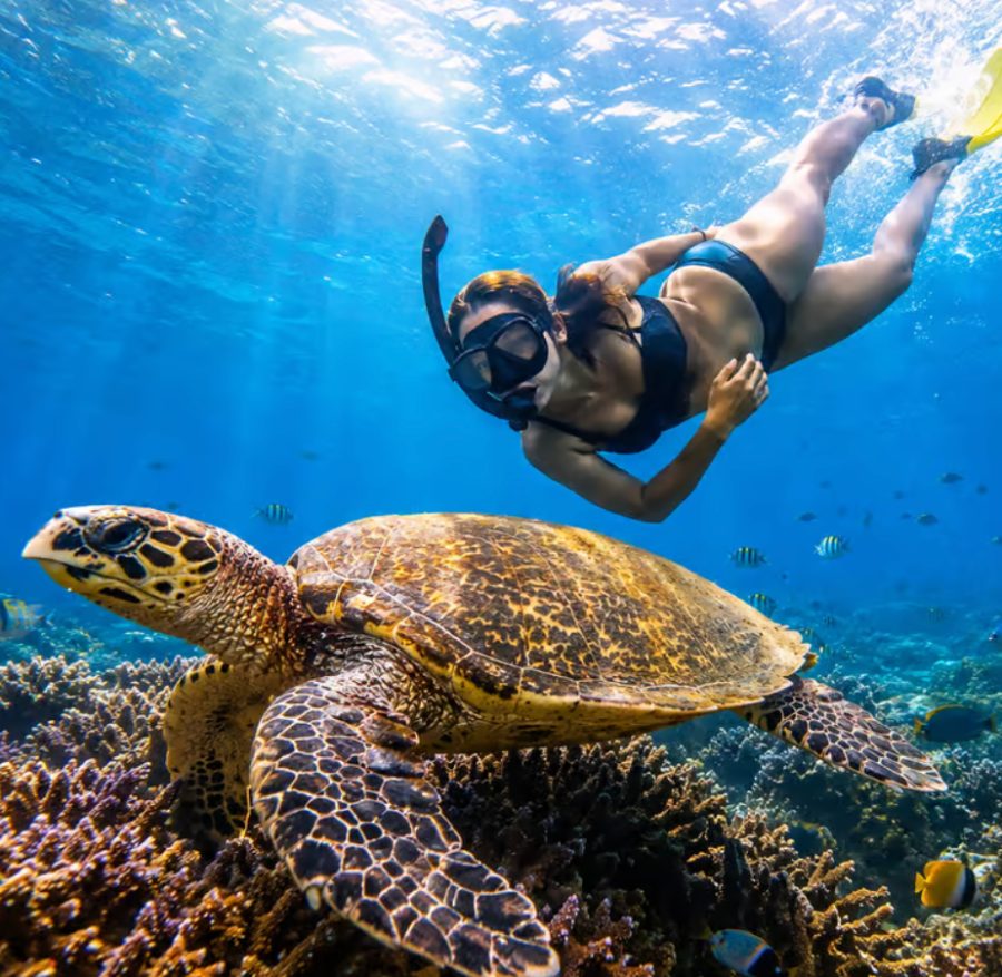 A snorkeller swimming above a hawksbill turtle over a coral reef in clear blue water