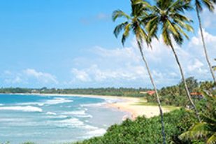 The curve of Unawatuna bay seen through coconut palms, with surf breaking along the sand