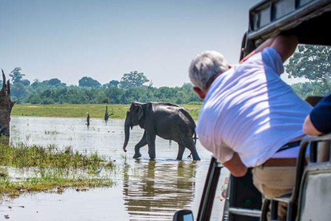 A guest leaning from a safari jeep to watch a wild elephant wading across flooded grassland in Yala
